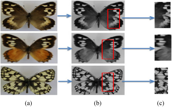 Butterfly Recognition w/ Back Propagation